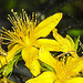 20230714 1935CPw [D~LIP] Tüpfel-Hartheu (Hypericum perforatum) [Johanniskraut], Gem. Feldschwebfliege (Eupeodes corollae), Bad Salzuflen