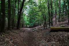 Im schattigen Buchenwald - In the shady beech forest - PiP