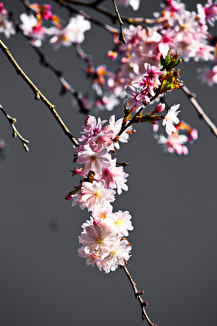5D3 8920-FHD