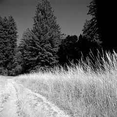 From the Forest We Came Forth