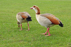 Egyptian Goose   /   Feb 2017