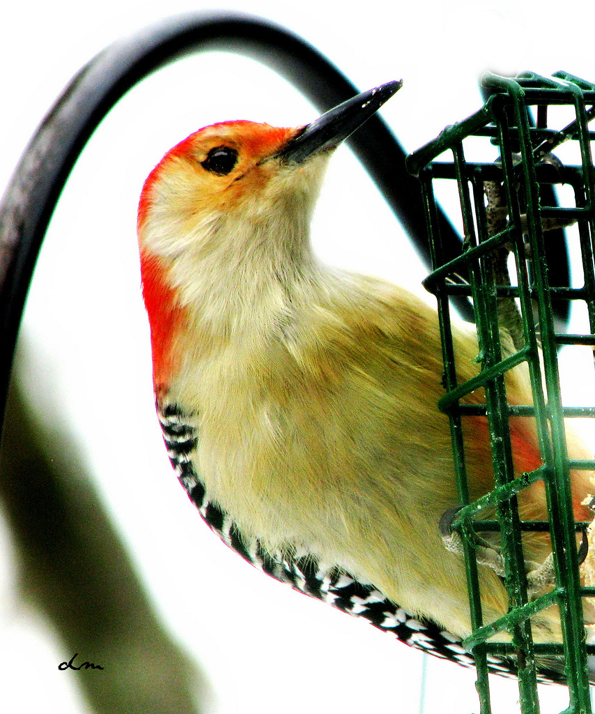 Red-bellied Woodpecker