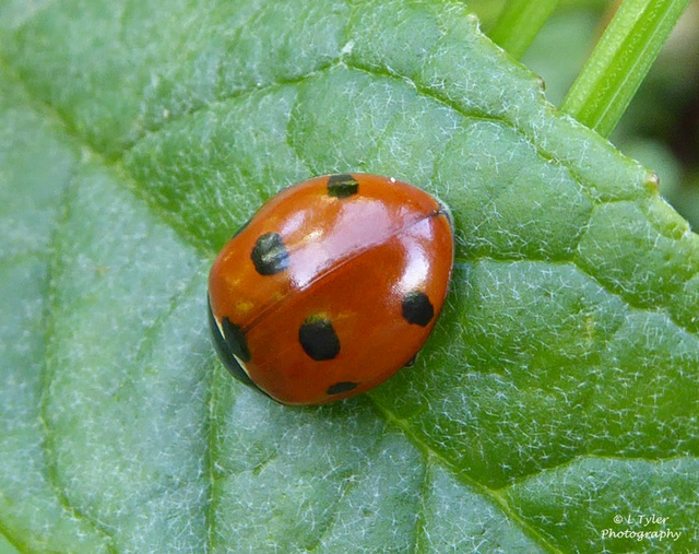 Shiny ladybird.