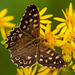 Speckled wood butterfly