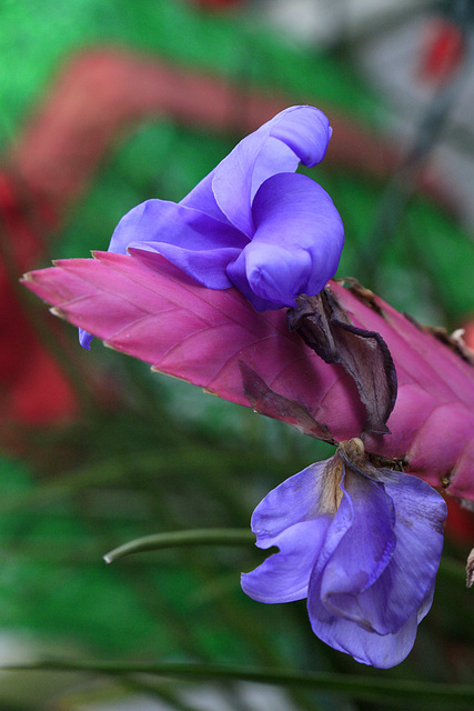 Tillandsia cyanea