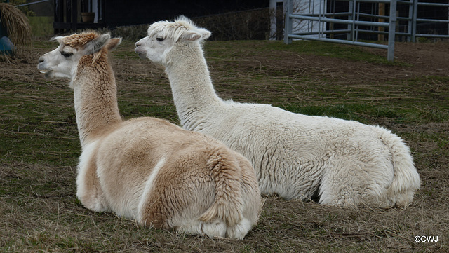 Llamas above Strathpeffer!