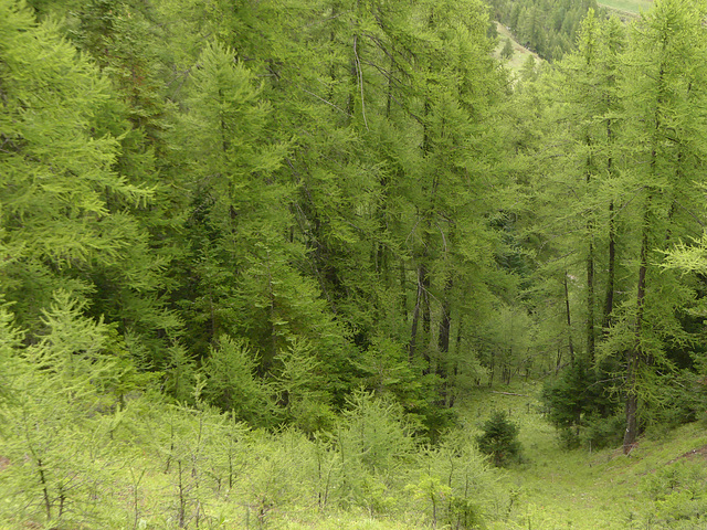 20220828 -11 Ubaye (Alpes de Haute Provence) (781)