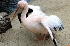 2023-05-07 31 Ea Zoo