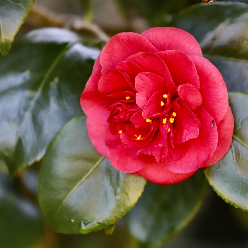 Première fleur du camélia