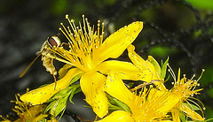 20230714 1936CPw [D~LIP] Tüpfel-Hartheu (Hypericum perforatum) [Johanniskraut], Gem. Feldschwebfliege (Eupeodes corollae), Bad Salzuflen