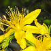 20230714 1936CPw [D~LIP] Tüpfel-Hartheu (Hypericum perforatum) [Johanniskraut], Gem. Feldschwebfliege (Eupeodes corollae), Bad Salzuflen