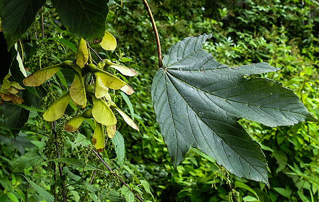 20230723 3159CPw [D~LIP] Berg-Ahorn (Acer pseudoplatanus), UWZ, BS