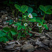 Erdbeer-Blüten