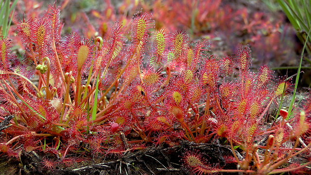 Kleine zonnedauw ~ Love nest sundew ~ Oblong-leaved sundew ~ Spoonleaf sundew (Drosera intermedia)...