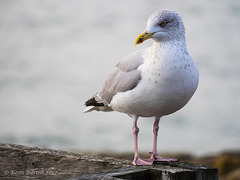 Gull