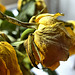 Apologies for uploading so many but they pleased me!! I shall attempt to reduce them!!!