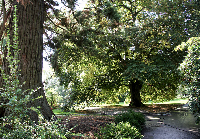 Park auf der Insel Mainau