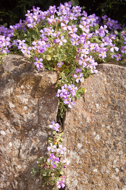 Wall plant