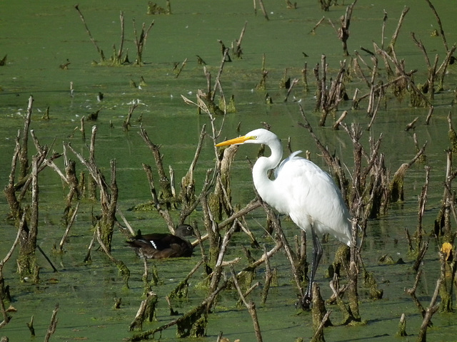 23/50 grande aigrette-great egret