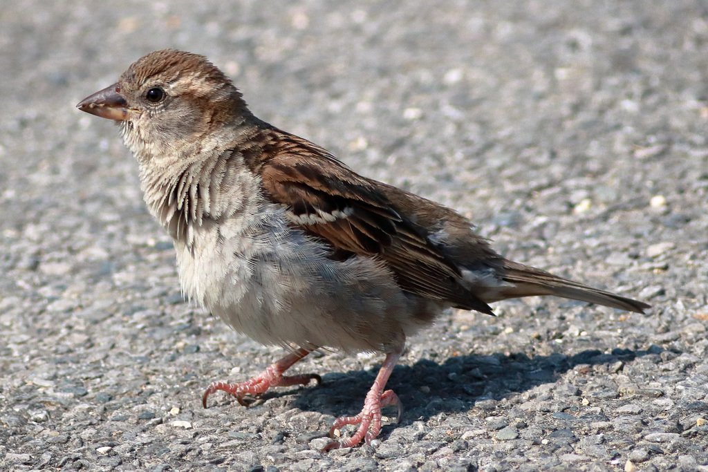 EOS 90D Peter Harriman 15 49 57 68146 sparrow dpp