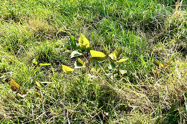 Japanese knotweed