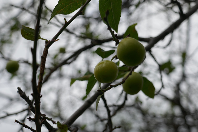 prugne a Dicembre !!! prugne a Dicembre !!!