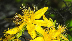 20230714 1937CPw [D~LIP] Tüpfel-Hartheu (Hypericum perforatum) [Johanniskraut], Gem. Feldschwebfliege (Eupeodes corollae), Bad Salzuflen