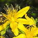 20230714 1937CPw [D~LIP] Tüpfel-Hartheu (Hypericum perforatum) [Johanniskraut], Gem. Feldschwebfliege (Eupeodes corollae), Bad Salzuflen