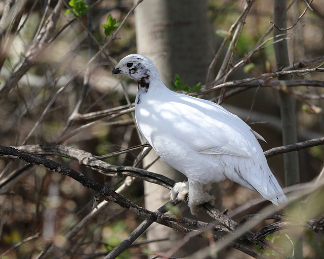 Lagopède des saules / willow ptarmigan Lagopède des saules / willow ptarmigan