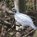 Lagopède des saules / willow ptarmigan