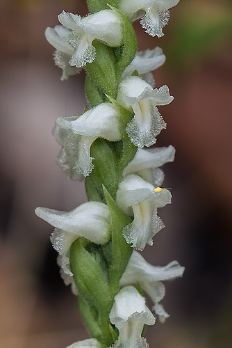 Spiranthes cernua (Nodding Ladies'-tresses orchid)