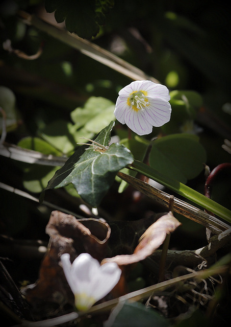 Oxalis