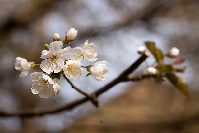 Tree Blossom