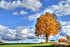 Herbstgold