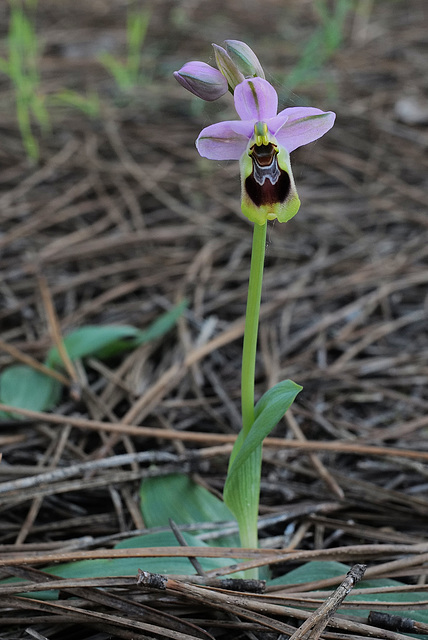 Ophrys tenthredinifera, Monte Gordo