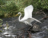 6/50 grande aigrette-great egret