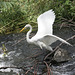 6/50 grande aigrette-great egret