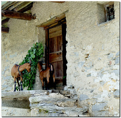 Stalla con capre- Stable with goats