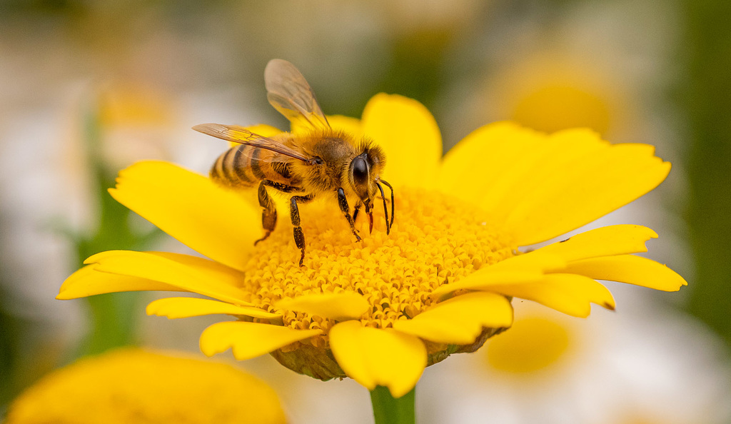 Bee