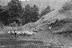 El Hierro: Rebaño de ovejas