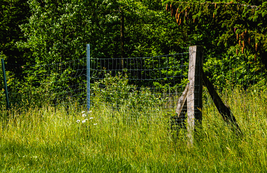 A Fence for Friday