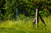 A Fence for Friday