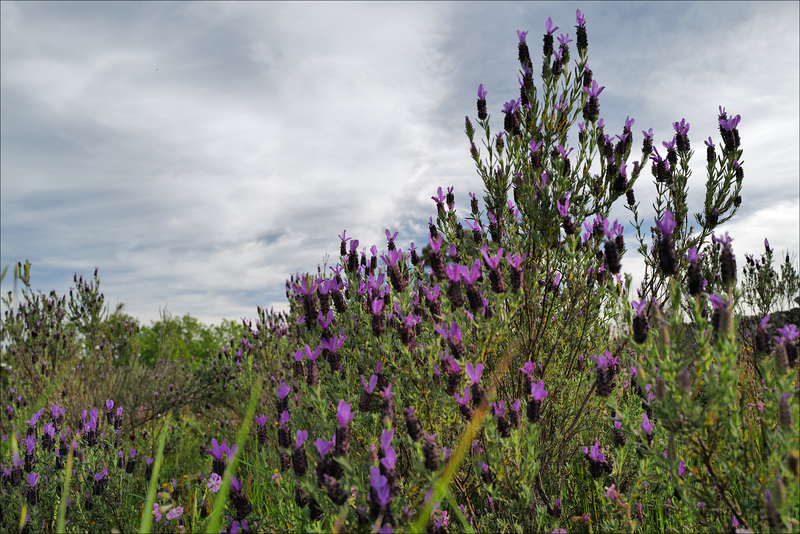 Lavandula stoechas, Lamiaceae, Penedos