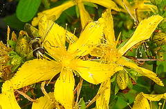 20230714 1939CPw [D~LIP] Tüpfel-Hartheu (Hypericum perforatum) [Johanniskraut], Gem. Feldschwebfliege (Eupeodes corollae), Bad Salzuflen