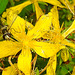 20230714 1939CPw [D~LIP] Tüpfel-Hartheu (Hypericum perforatum) [Johanniskraut], Gem. Feldschwebfliege (Eupeodes corollae), Bad Salzuflen