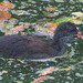 EF7A3685 Moorhen-1