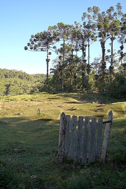 Araucaria brasiliensis.