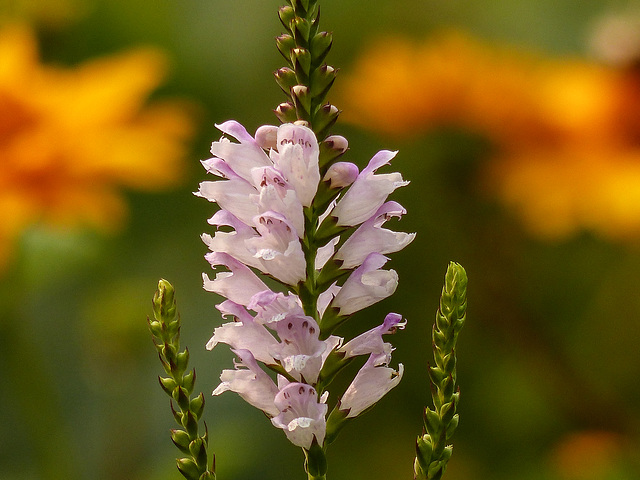 Cheery bokeh - Salvia sp.?