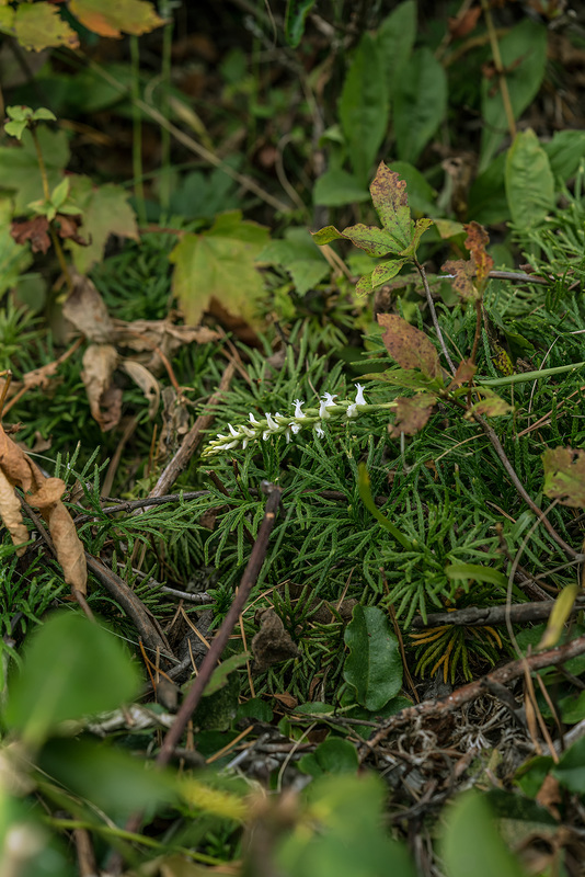 Spiranthes cernua (Nodding Ladies'-tresses orchid)