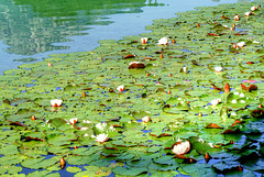 Water Lily field in the Alatsee... ©UdoSm